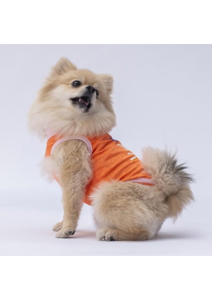 Turuncu Joy Kedi Köpek Tişörtü modelleri