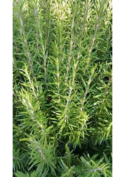 1 Adet Sofralarınıza Yakışıcak Tüplü Biberiye Fidanı modelleri