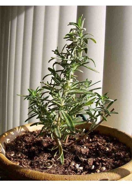 1 Adet Sofralarınıza Yakışıcak Tüplü Biberiye Fidanı fırsatları