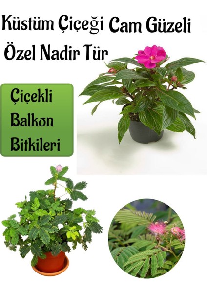 Küstüm Çiçeği 1 Adet (4 Kök 8/10CM) + Pembe Cam Güzeli Çiçeği 10-15CM