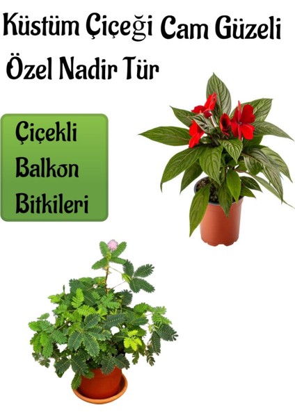 Küstüm Çiçeği 1 Adet (4 Kök 8/10CM) + Kırmızı Yeni Gine Cam Güzeli Çiçeği 10-15CM