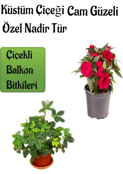 Küstüm Çiçeği 1 Adet (4 Kök 8/10CM) + Kırmızı Cam Güzeli Çiçeği 10-15CM