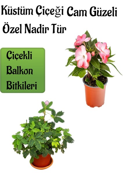 Küstüm Çiçeği 1 Adet (4 Kök 8/10CM) + Ebruli Cam Güzeli Çiçeği 10-15CM