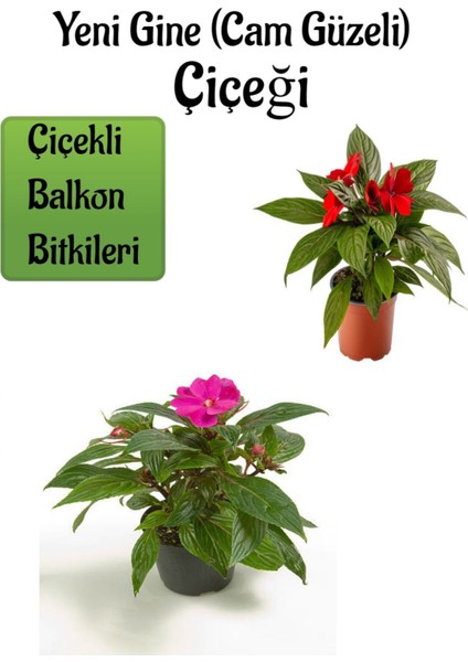 Kırmızı + Pembe Yeni Gine Cam Güzeli Çiçeği 2 Adet Balkon Bitkisi (10-15CM)