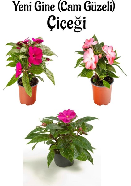 Fuşya + Pembe+Ebruli Yeni Gine Cam Güzeli Çiçeği 3 Adet Balkon Bitkisi (10-15CM)