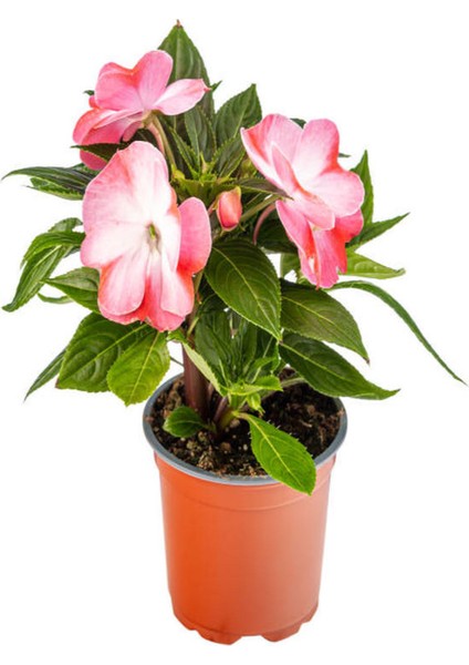 Fuşya + Pembe+Ebruli Yeni Gine Cam Güzeli Çiçeği 3 Adet Balkon Bitkisi (10-15CM)