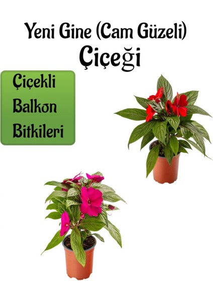 Kırmızı +Fuşya Yeni Gine Cam Güzeli Çiçeği 2 Adet Balkon Bitkisi (10-15CM)
