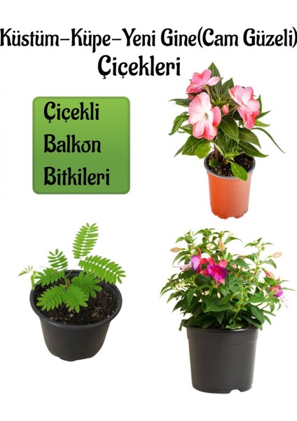 Küstüm Çiçeği 1 Adet ( 8/10CM) +Cam Güzeli Çiçeği 10-15CM+KÜPE ÇIÇEĞI(10-20CM)
