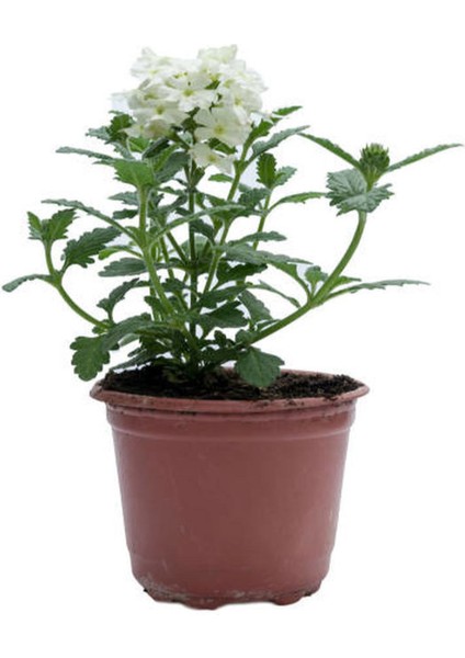 Küstüm Çiçeği 1 Adet ( 8/10CM) +Cam Güzeli Çiçeği 10-15CM+KÜPE ÇIÇEĞI(10-20CM) fırsatları