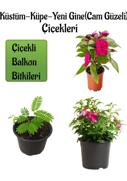 Küstüm Çiçeği 1 Adet ( 8/10CM) +Fuşya Rengi Cam Güzeli 10-15CM+KÜPE ÇIÇEĞI(10-20CM)