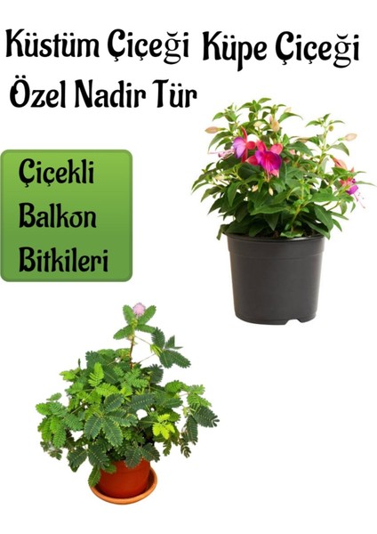 Serada Decor Plant Nadir Tür Küstüm Çiçeği (3 Kök) 1 Adet +1 Adet Küpe Çiçeği Saksılı Balkon Çiçeği 10-15 cm