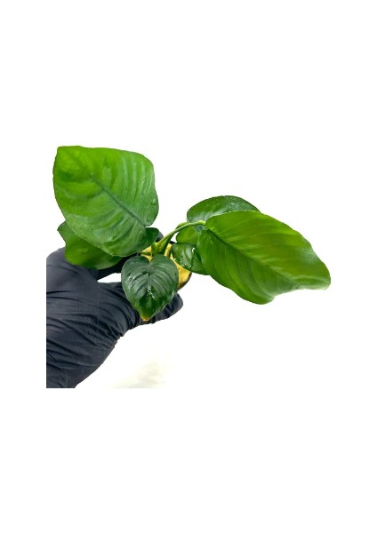 Özden Aquatics 1 Saksı Anubias Barteri Broad Leaf (Dev Anubias) Canlı Akvaryum Bitkisi