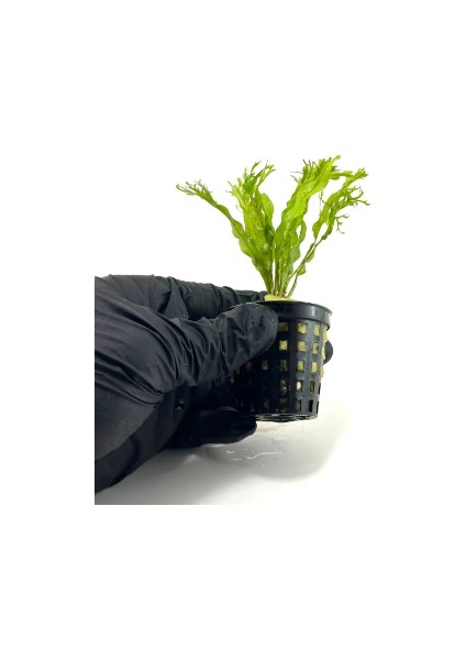 1 Saksı Microsorum Pteropus Windelov Canlı Akvaryum Bitkisi