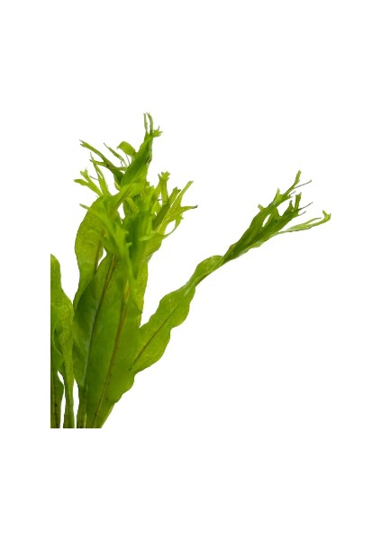 1 Saksı Microsorum Pteropus Windelov Canlı Akvaryum Bitkisi