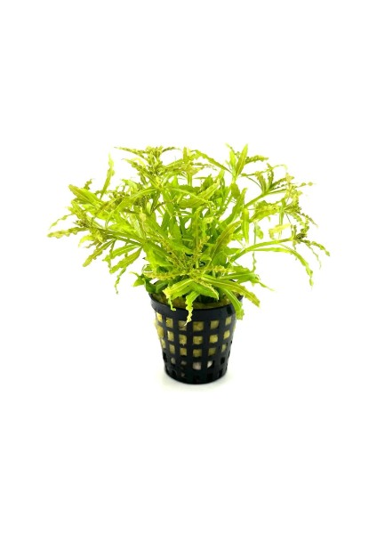 1 Saksı Pogostemon Helferi Canlı Akvaryum Bitkisi