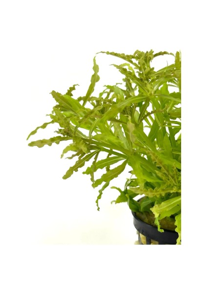 1 Saksı Pogostemon Helferi Canlı Akvaryum Bitkisi fiyatları