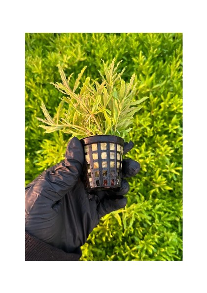 1 Saksı Pogostemon Helferi Canlı Akvaryum Bitkisi modelleri