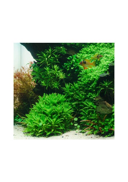 1 Saksı Pogostemon Helferi Canlı Akvaryum Bitkisi fırsatları