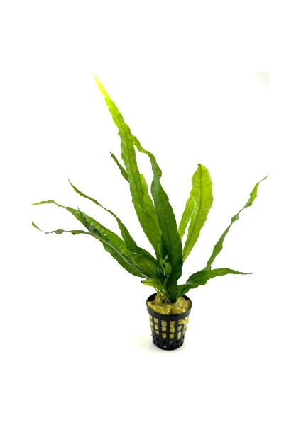 Özden Aquatics 1 Saksı Microsorum Pteropus (Dev Java Fern) Canlı Akvaryum Bitkisi