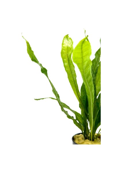 Özden Aquatics 1 Saksı Microsorum Pteropus (Dev Java Fern) Canlı Akvaryum Bitkisi