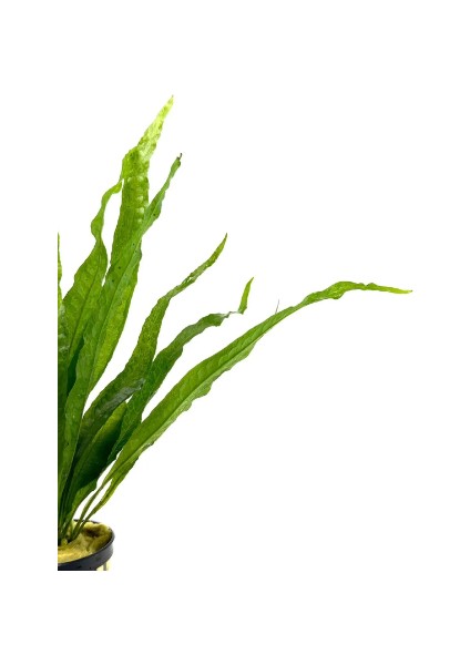 Özden Aquatics 1 Saksı Microsorum Pteropus (Dev Java Fern) Canlı Akvaryum Bitkisi