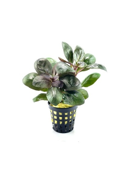 1 Saksı Lobelia Cardinalis Canlı Akvaryum Bitkisi
