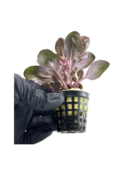 1 Saksı Lobelia Cardinalis Canlı Akvaryum Bitkisi