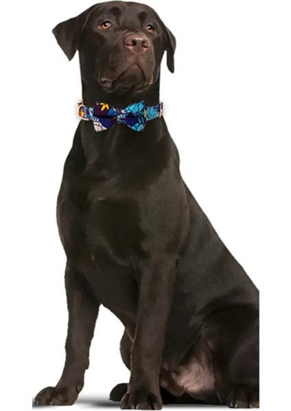 ‘’ Dream Bow Tie ‘’ Papyonlu Boyun Tasması fırsatları