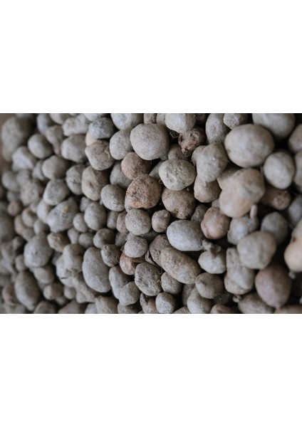 3 kg Salep Yumrusu fiyatları