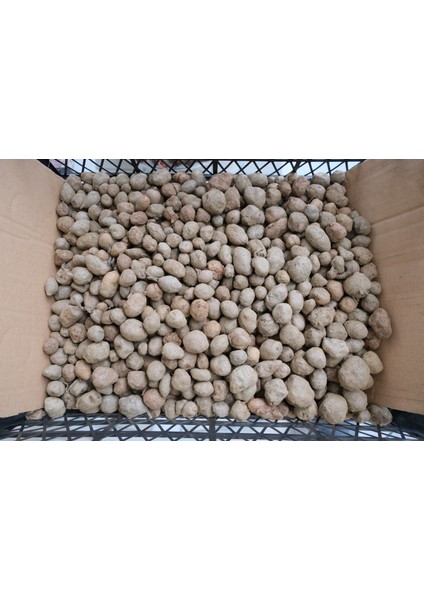 3 kg Salep Yumrusu modelleri