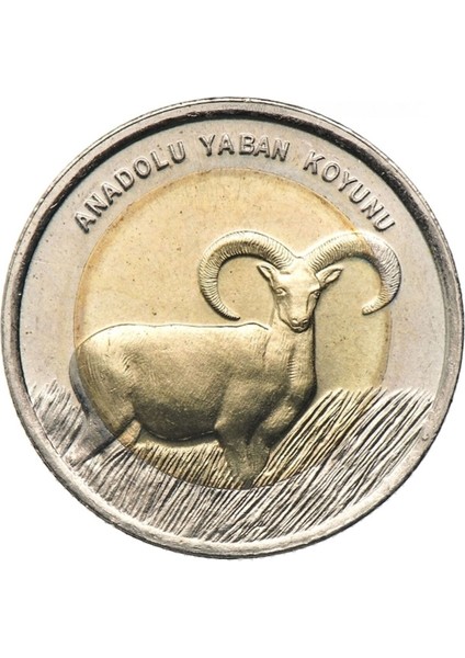 3ALP Koleksiyon, Anadolu Yaban Koyunu 1 Lira 2015, Darphane Hatıra Bimetal Para, Hayvanlar Serisi, Renkli Kapamasında fırsatları