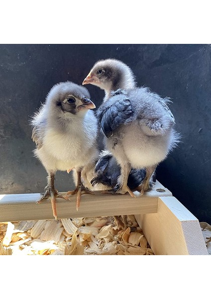 2pc Tavuk Tünekleri ile Uyumlu Güçlü Ahşap Tavuk Direği Oyuncak, Büyük Kuş, Civciv ve Papağan ile Uyumlu (Yurt Dışından)