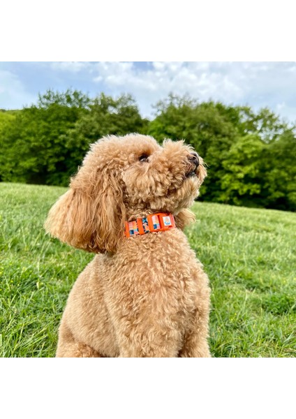Jesorange Boyun Tasması