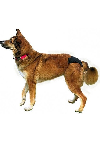 Hijyenik Köpek Külodu L 50–59 cm, Siyah