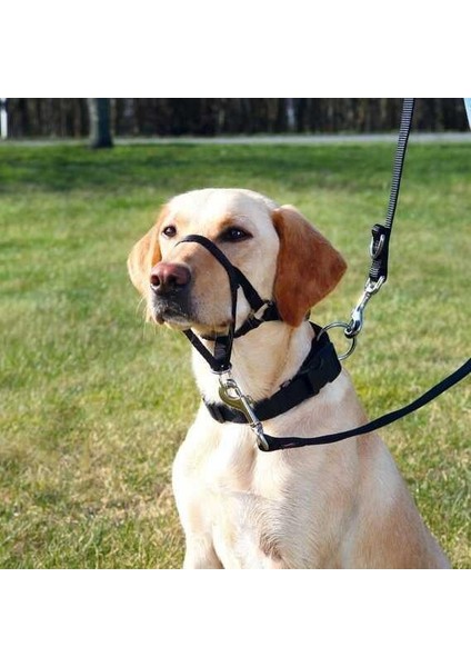 Uzman Köpek Eğitim Tasması L 31Cm fiyatları