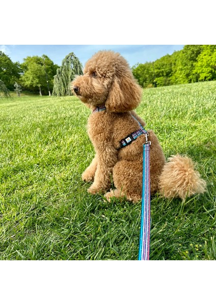 Jescolorful Gezdirme Tasması Ekstra Güvenlikli Kilitli Sistem modelleri