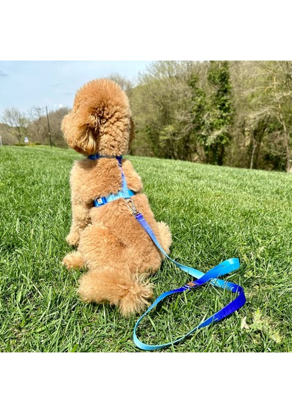 Mavi-Lacivert Çift Renk Gezdirme Tasması Ekstra Güvenlikli Kilitli Sistem fiyatları