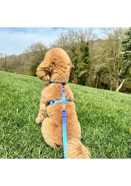 Mavi-Lacivert Çift Renk Gezdirme Tasması Ekstra Güvenlikli Kilitli Sistem modelleri