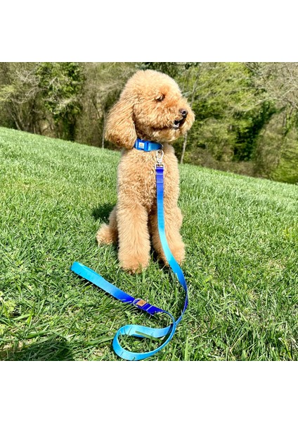 Mavi-Lacivert Çift Renk Gezdirme Tasması Ekstra Güvenlikli Kilitli Sistem fırsatları