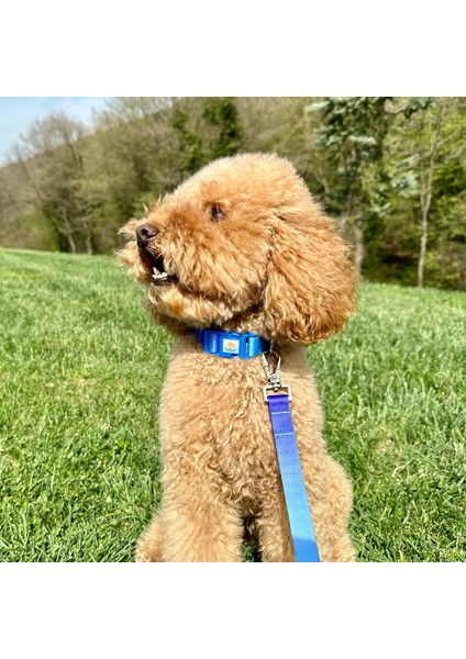 Mavi-Lacivert Çift Renk Gezdirme Tasması Ekstra Güvenlikli Kilitli Sistem indirimleri