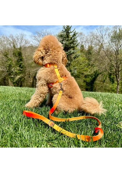 Turuncu, Sarı Çift Renk Gezdirme Tasması Ekstra Güvenlikli Kilitli Sistem fiyatları