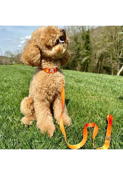 Turuncu, Sarı Çift Renk Gezdirme Tasması Ekstra Güvenlikli Kilitli Sistem modelleri