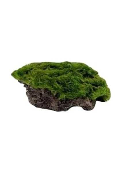 Atakan PetShop Marimo Moss Rock Canlı Bitki