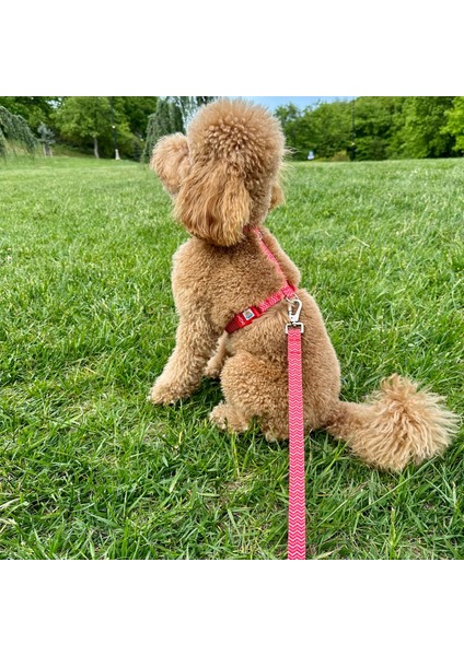 Jesred Gezdirme Tasması Ekstra Güvenlikli Kilitli Sistem modelleri