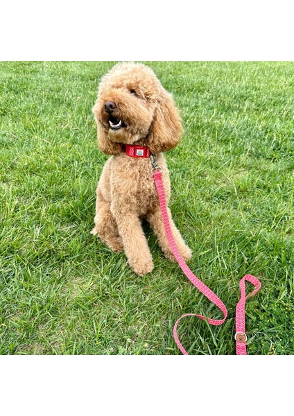 Jesred Gezdirme Tasması Ekstra Güvenlikli Kilitli Sistem fırsatları