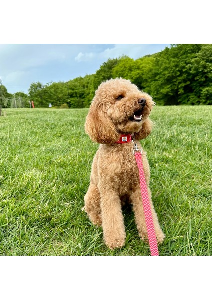 Jesred Gezdirme Tasması Ekstra Güvenlikli Kilitli Sistem indirimleri