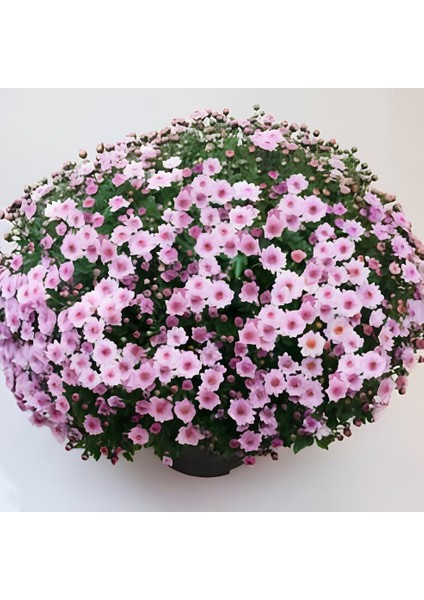 Özel Seri Bransmart Pink Kasımpatı Krizantem Çiçeği Fidesi (1 Adet) )