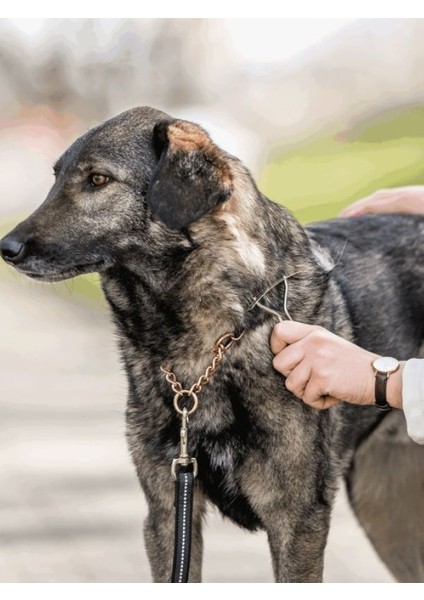 Anti Bakteriyel Nikel Kaplama Çelik Köpek Taragı Dog Rake