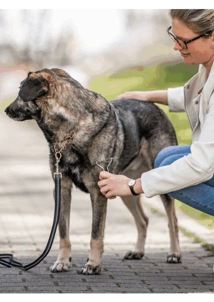 Anti Bakteriyel Nikel Kaplama Çelik Köpek Taragı Dog Rake