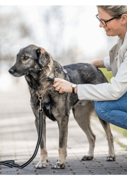 Anti Bakteriyel Nikel Kaplama Çelik Köpek Taragı Dog Rake